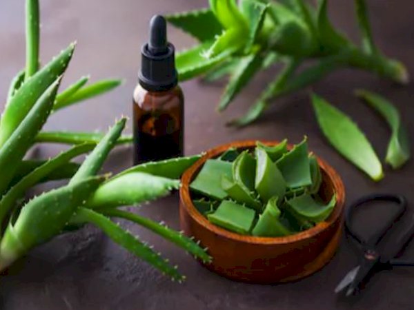 Aloe Vera Gel for Cracked Heels