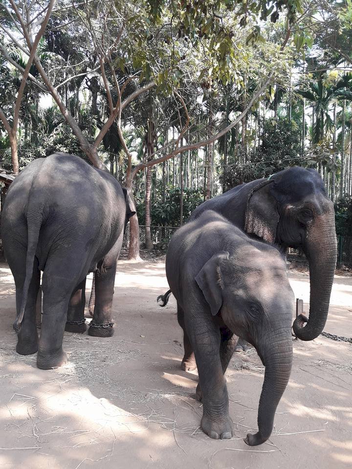 How nice to see the Sakrebyle elephant camp!