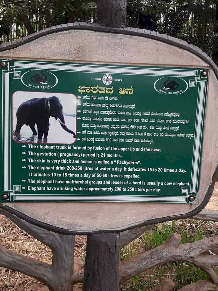 How nice to see the Sakrebyle elephant camp!