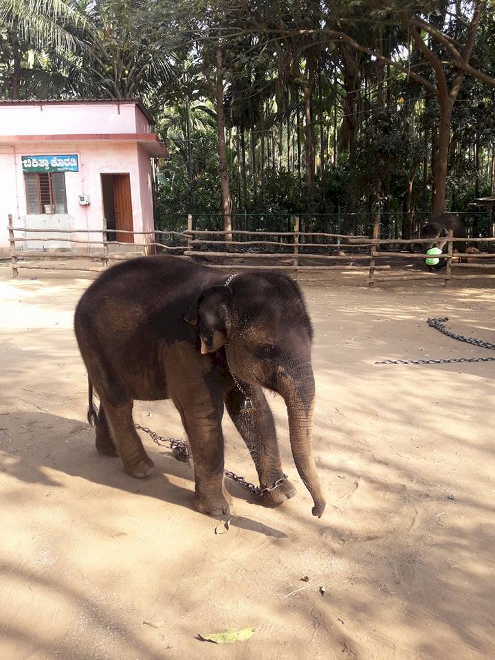 How nice to see the Sakrebyle elephant camp!