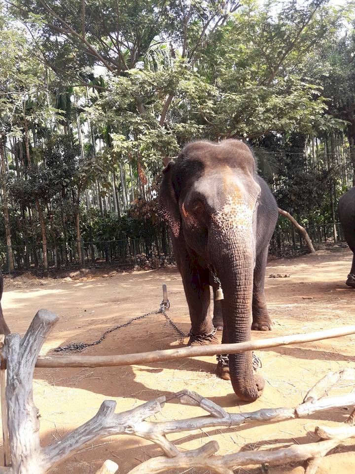 How nice to see the Sakrebyle elephant camp!