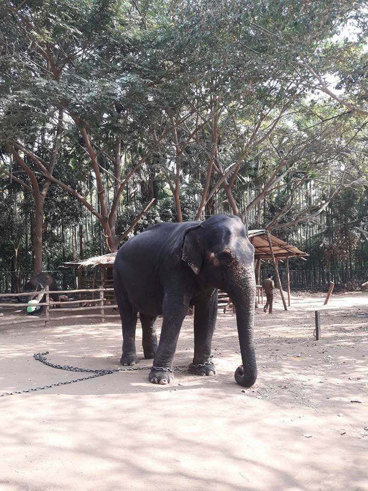 How nice to see the Sakrebyle elephant camp!