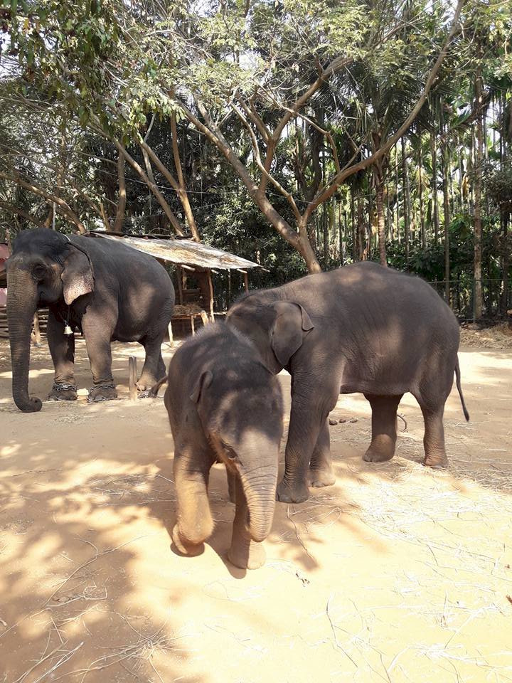 How nice to see the Sakrebyle elephant camp!
