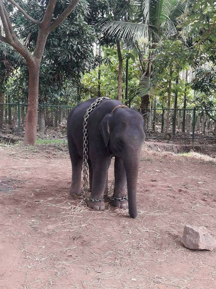 How nice to see the Sakrebyle elephant camp!