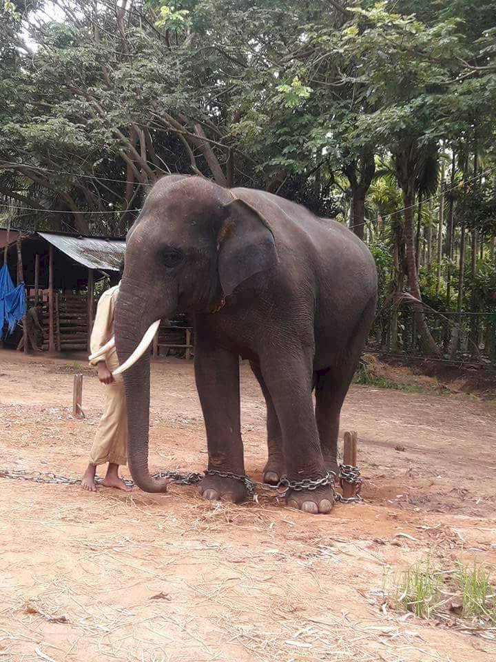How nice to see the Sakrebyle elephant camp!
